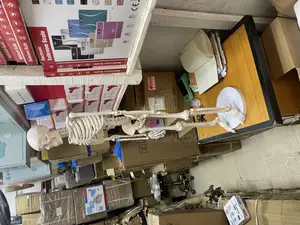 Human Skeleton System