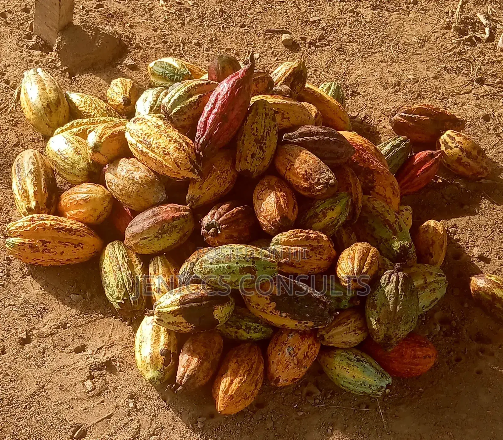Cocoa Pods