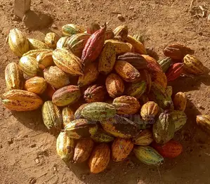 Cocoa Pods
