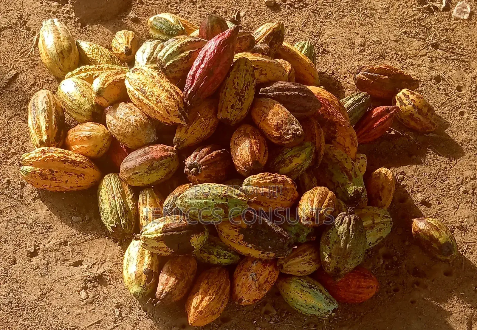Cocoa Pods
