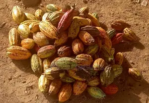 Cocoa Pods