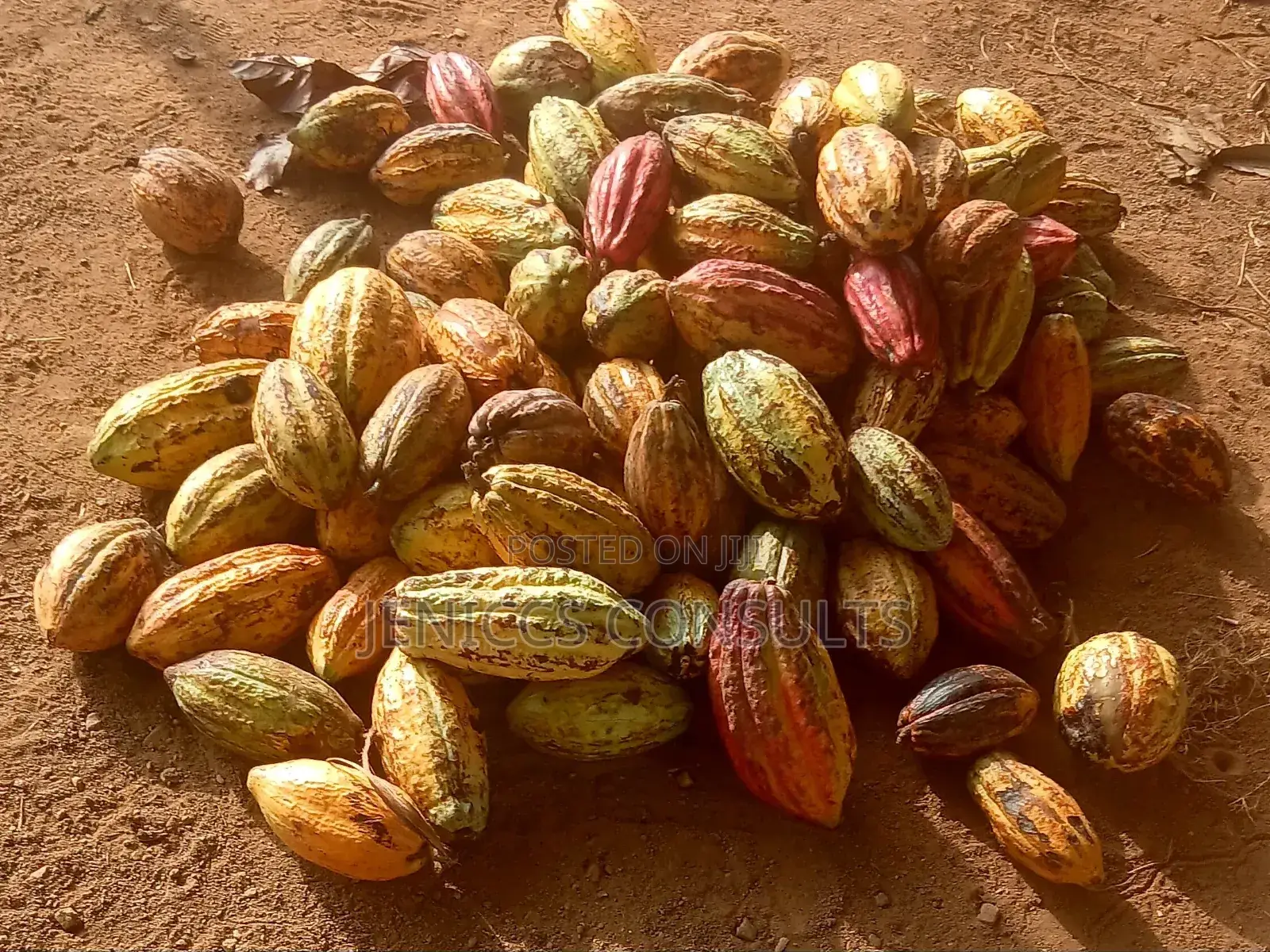 Cocoa Pods