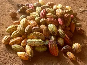 Cocoa Pods