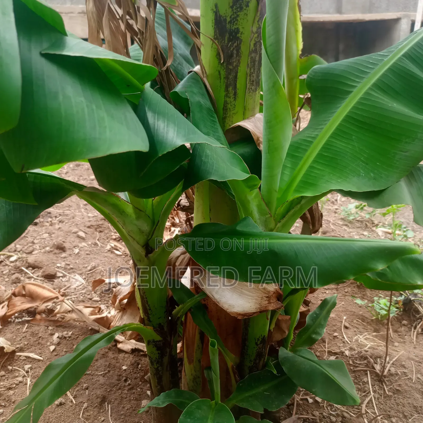 Banana and Plantain Suckers/Seedlings