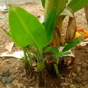 Banana and Plantain Suckers/Seedlings