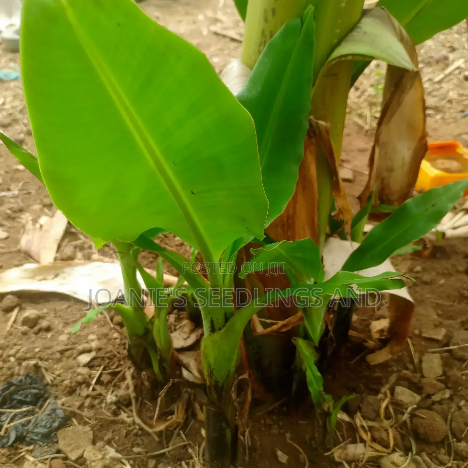 Banana and Plantain Suckers/Seedlings