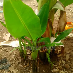 Banana and Plantain Suckers/Seedlings