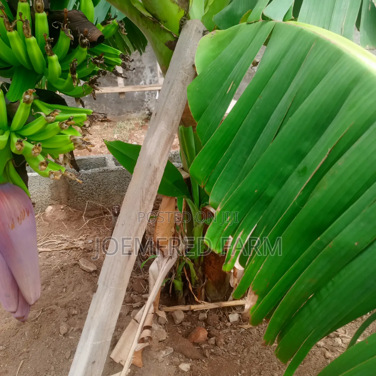 Banana and Plantain Suckers/Seedlings