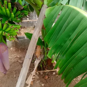Banana and Plantain Suckers/Seedlings