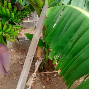 Banana and Plantain Suckers/Seedlings
