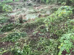 One Plot for Sale in Shimawa