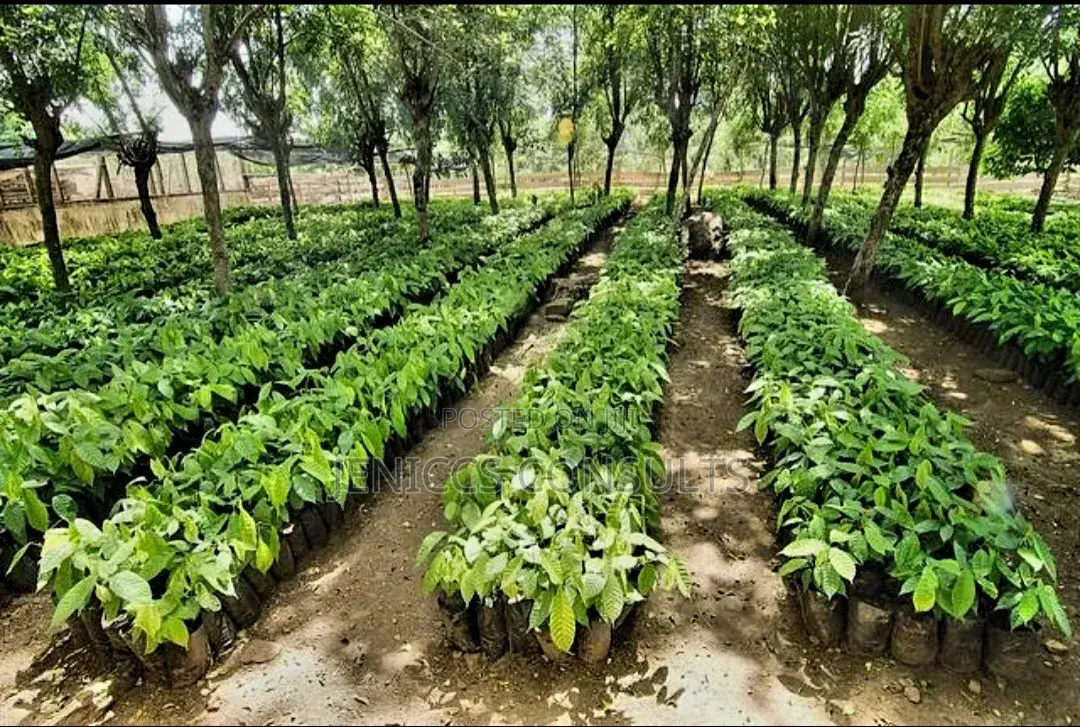 Hybrid Cocoa Seedlings
