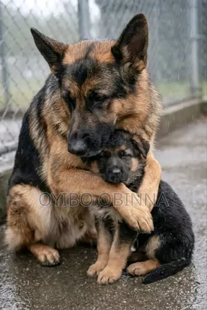 1-3 months Male Purebred German Shepherd