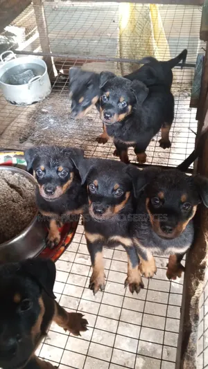 1-3 months Male Purebred Rottweiler