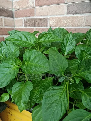 Habanero Seedlings