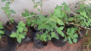 Lemon Balm Seedlings
