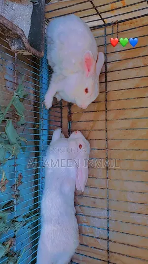  Healthy Rabbits for Sale