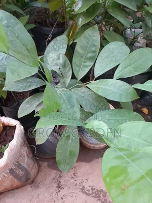 Sugar Apple Seedling