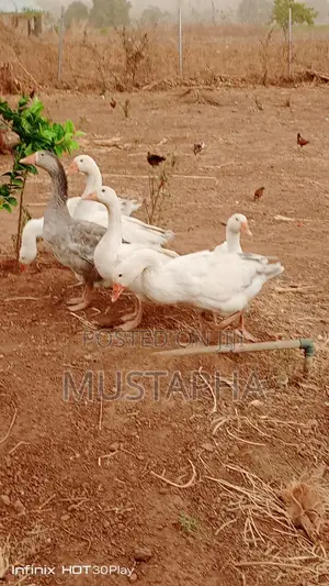 Pair of Geese (Male Female)