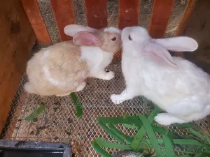 Healthy Rabbits for Sale