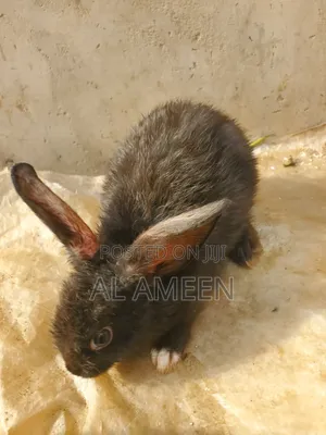  Healthy Rabbits for Sale