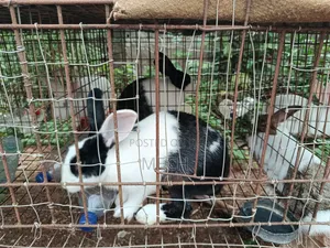 Healthy Rabbit