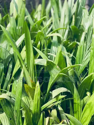 Hybrid Tenera Oil Palm Seedlings