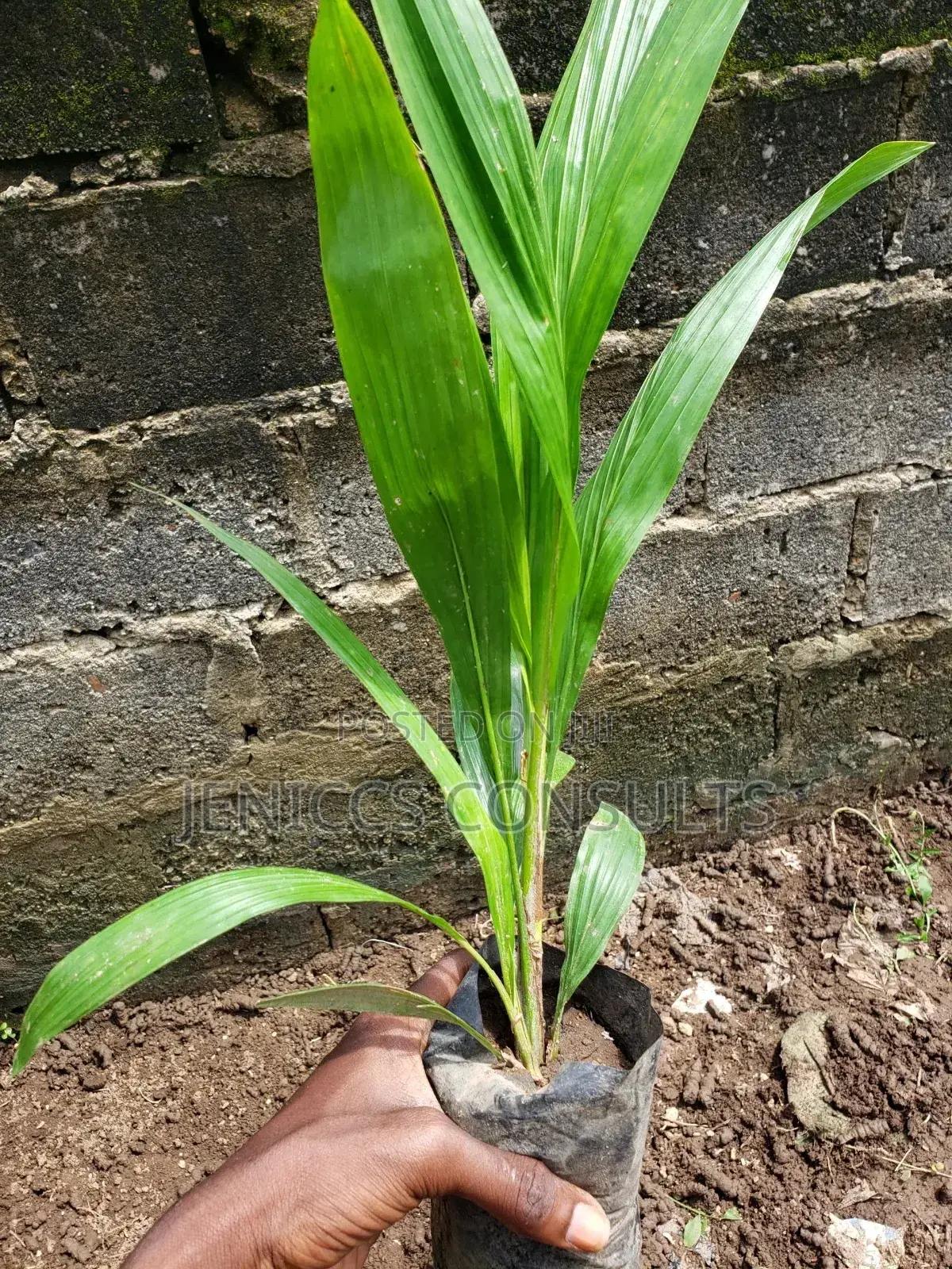 Hybrid Tenera Oil Palm Seedlings