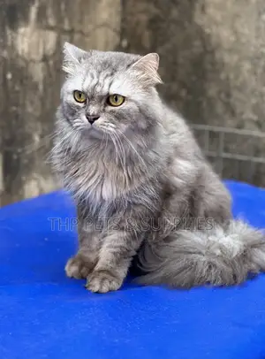 Persian Cat Mating/Stud Service