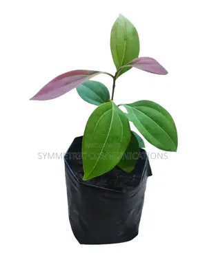 Life Plants, Herbal Medicinal Plants