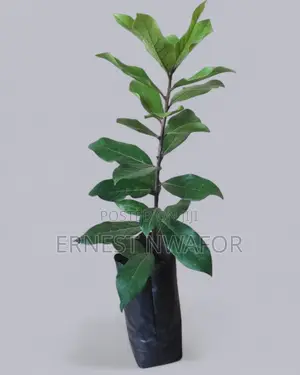 Life Plants, Herbal Medicinal Plants