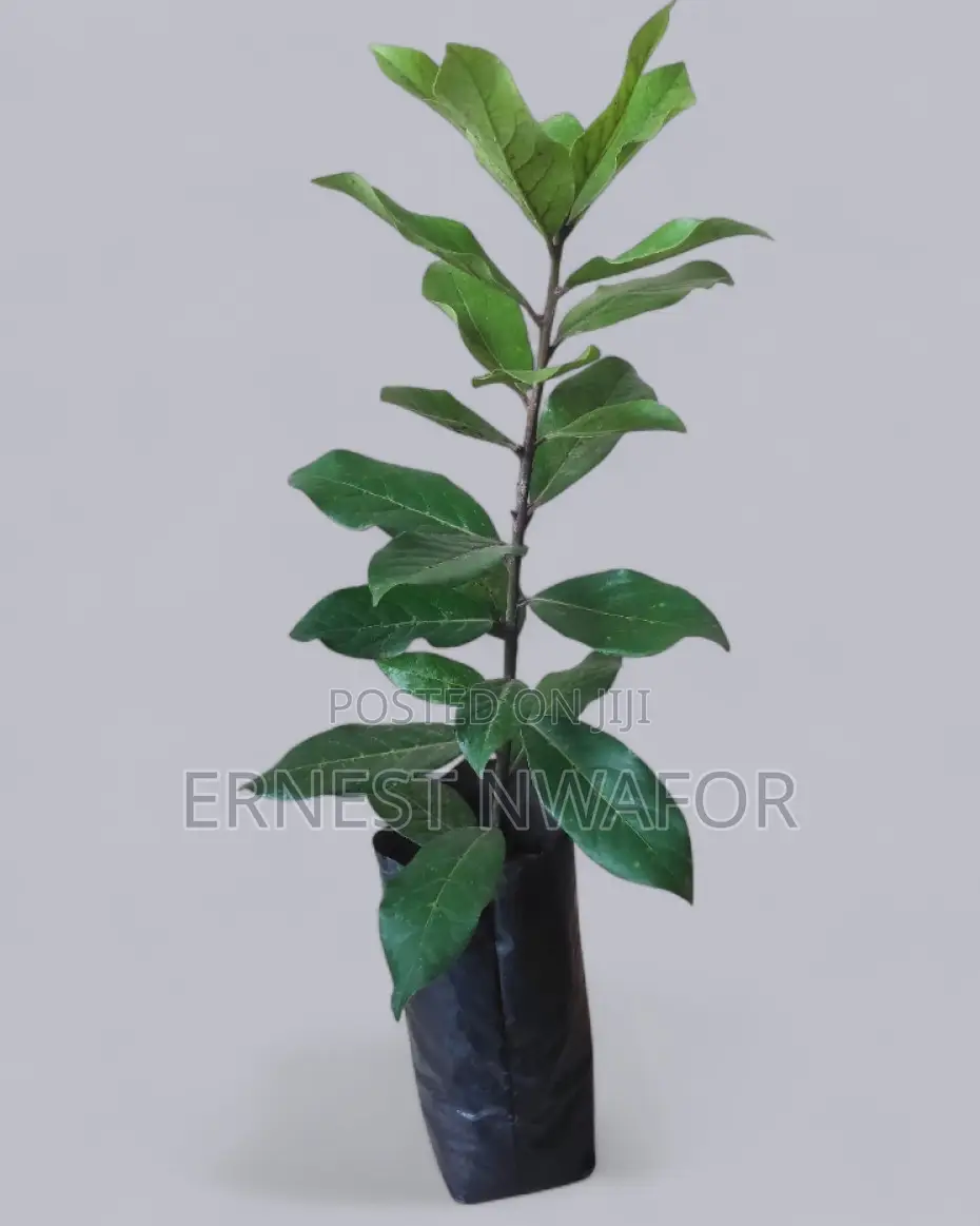 Life Plants, Herbal Medicinal Plants