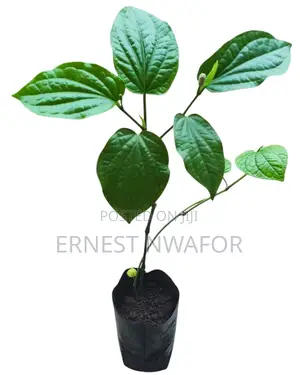 Life Plants, Herbal Medicinal Plants