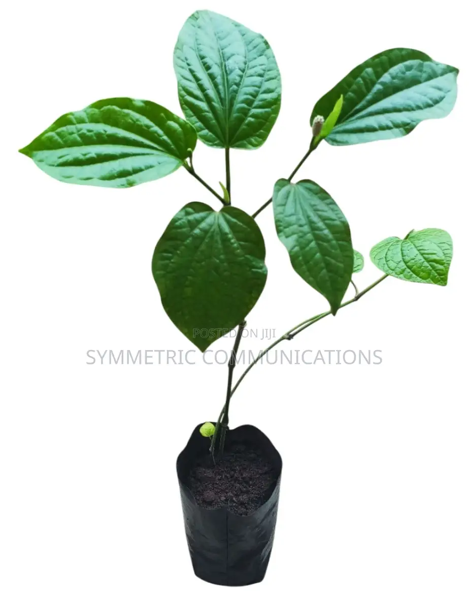Life Plants, Herbal Medicinal Plants