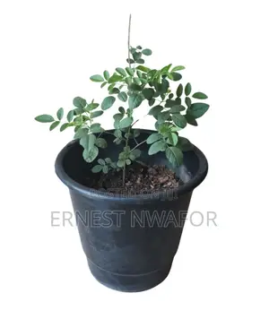 Life Plants, Herbal Medicinal Plants