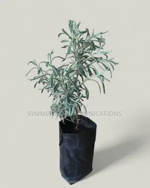 Life Plants, Herbal Medicinal Plants