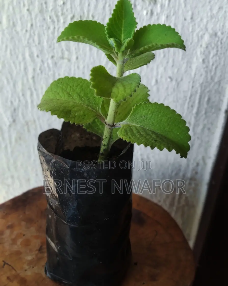 Life Plants, Herbal Medicinal Plants