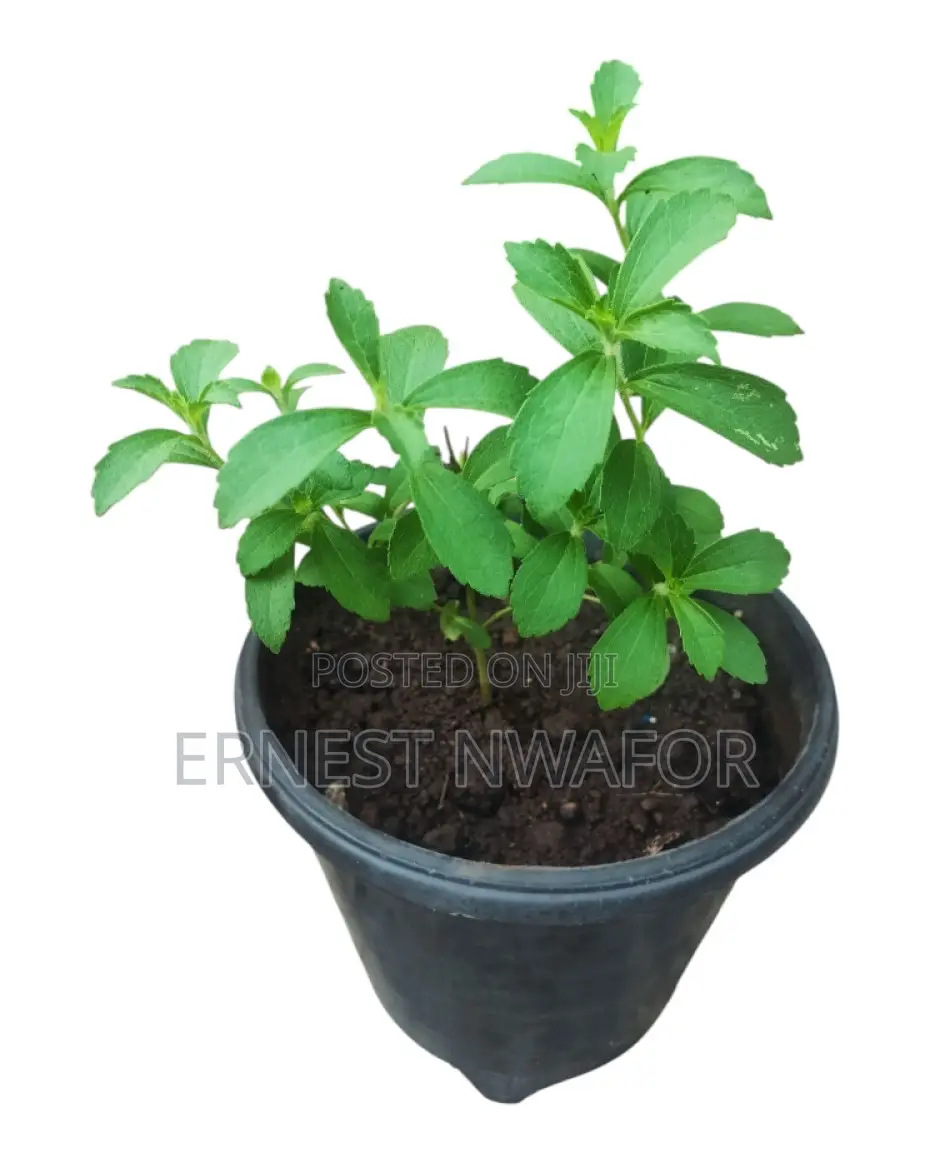 Life Plants, Herbal Medicinal Plants