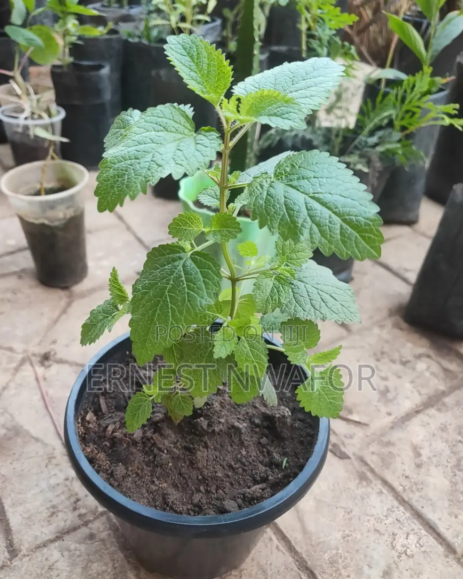 Life Plants, Herbal Medicinal Plants