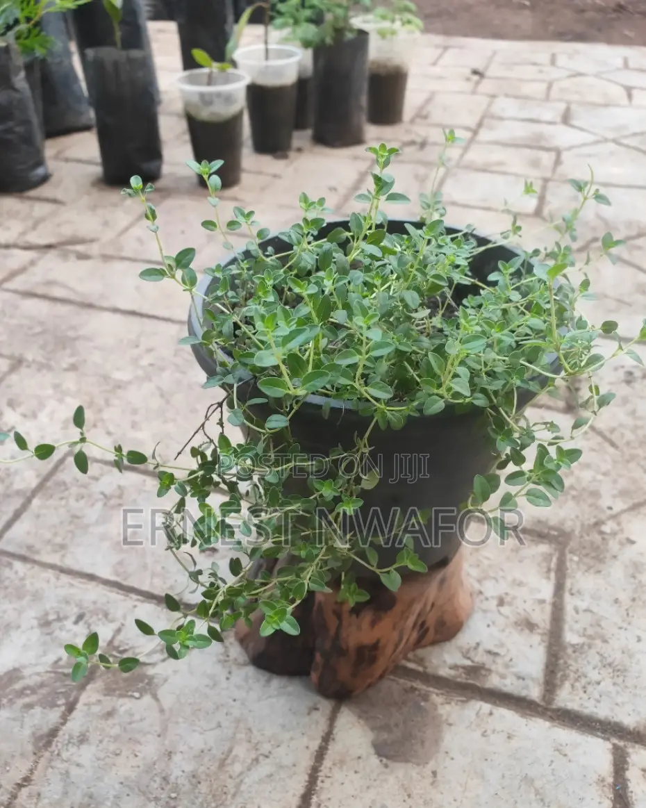 Life Plants, Herbal Medicinal Plants