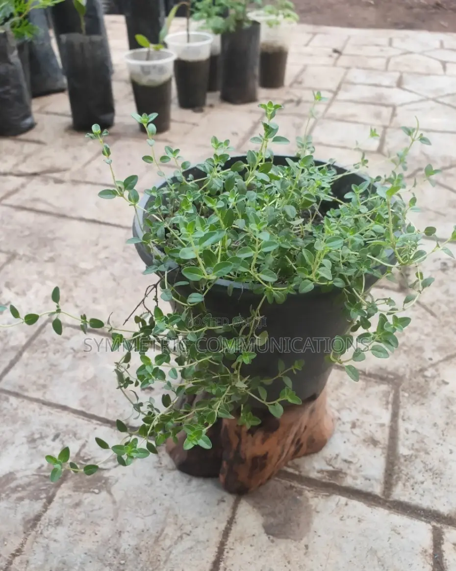 Life Plants, Herbal Medicinal Plants