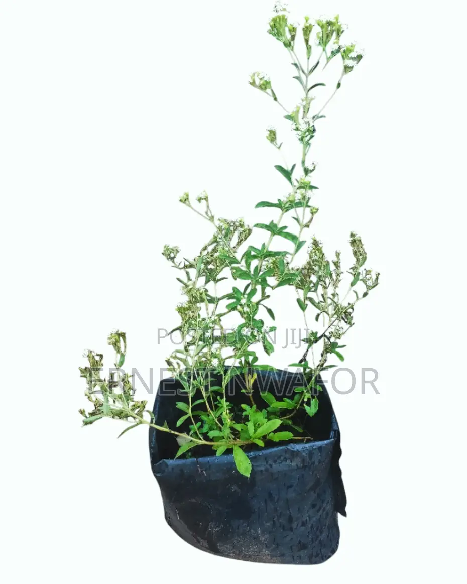 Life Plants, Herbal Medicinal Plants