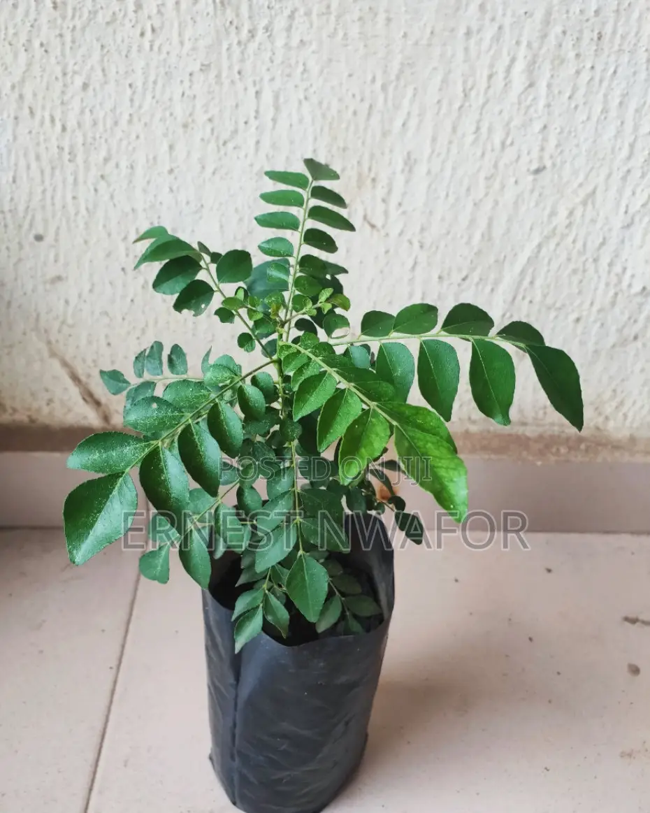 Life Plants, Herbal Medicinal Plants