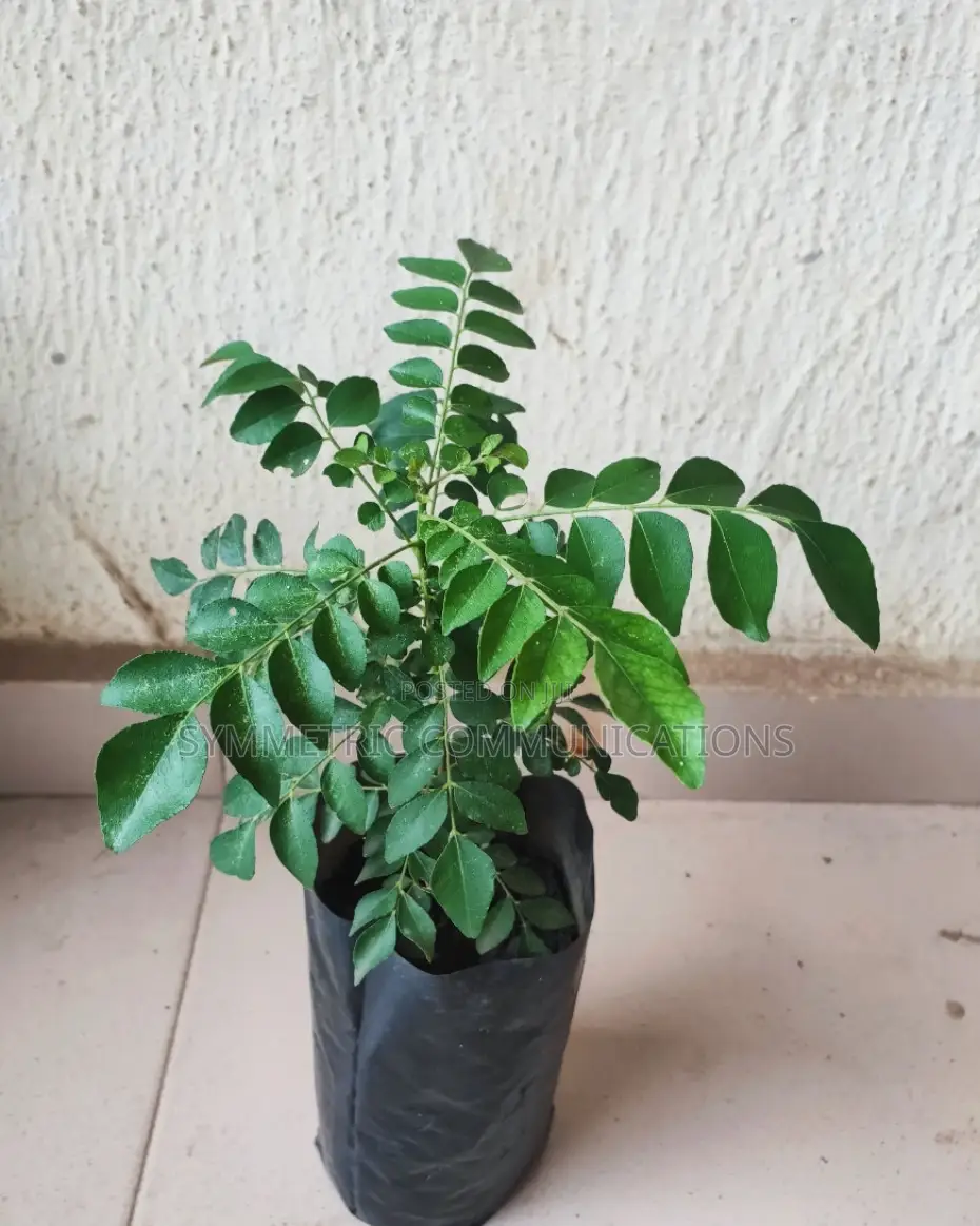 Life Plants, Herbal Medicinal Plants
