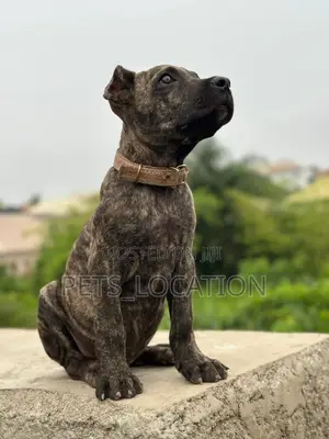 1-3 months Female Purebred Cane Corso