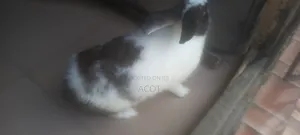 Male Dutch Rabbit