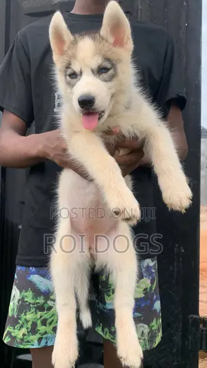 1-3 months Female Purebred Siberian Husky