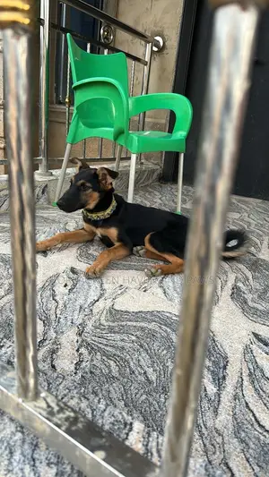 3-6 months Male Purebred German Shepherd