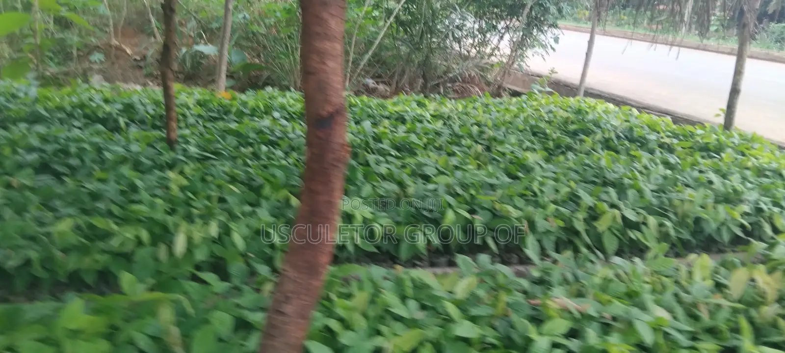 Crin Tc Series Cocoa Seedlings for Sale