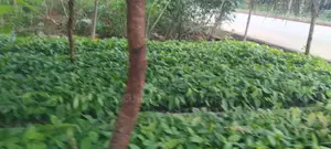 Crin Tc Series Cocoa Seedlings for Sale